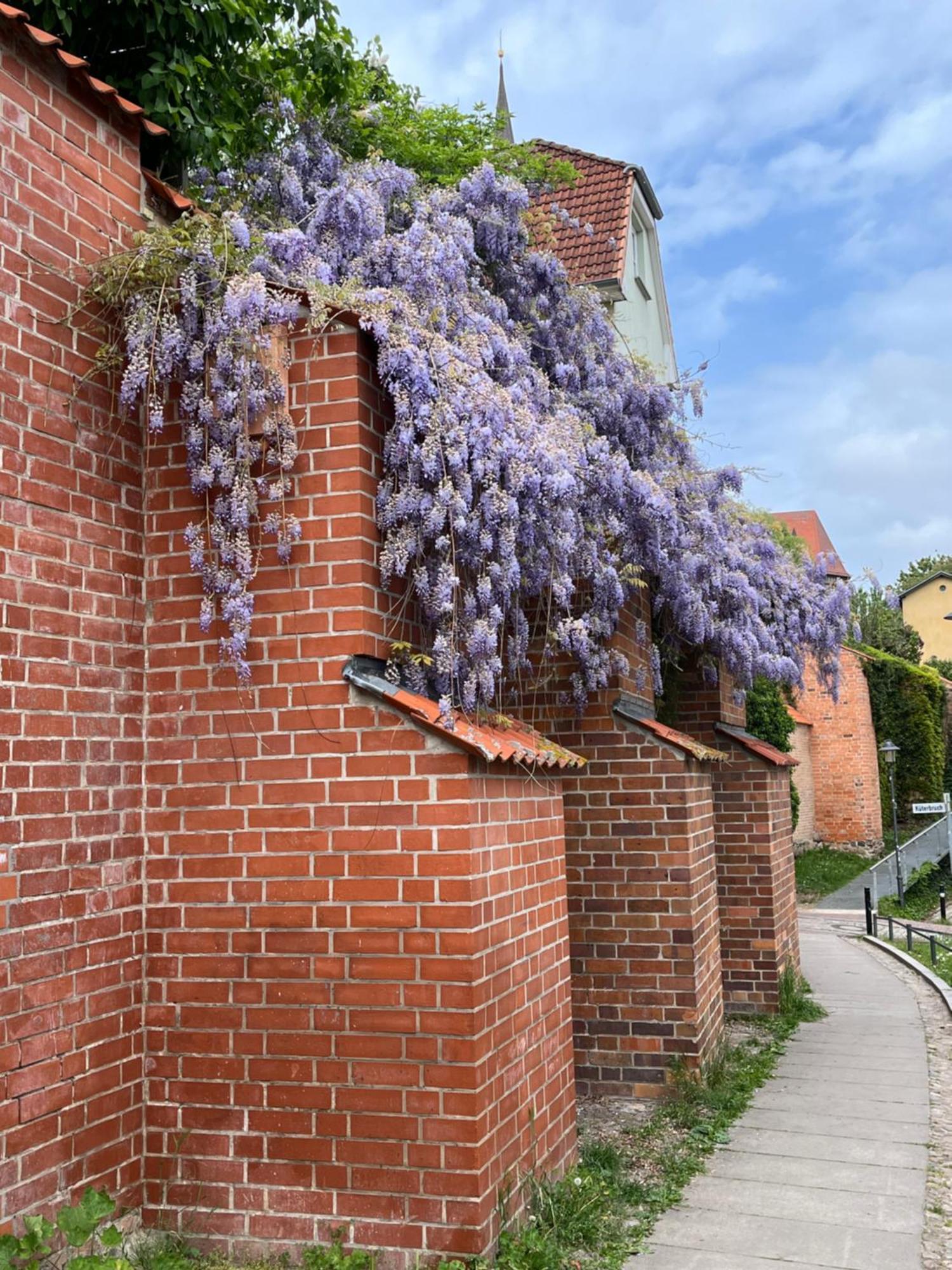 Ferienwohnung An Der Historischen Stadtmauer Rostock Luaran gambar